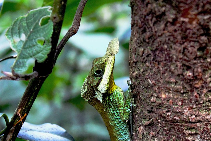 Elusive Dumbara ang Katusssa "Ceratophora tennentii" ,This unique species showcases its horn-nosed features in its natural habitat.